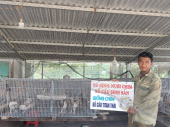 Bình Long hỗ trợ Mô hình nuôi chim bồ cầu Titan Thái sinh sản cho người dân