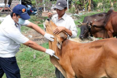 Triển khai tiêm phòng bệnh viêm da nổi cục trên trâu bò trên địa bàn thị xã Bình Long