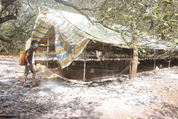 Phú Riềng: Tiêu hủy 12.000 con gà mắc bệnh cúm gia cầm 