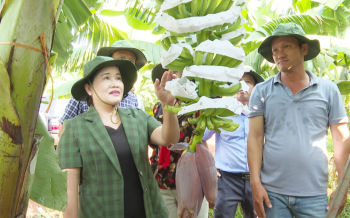Building and raising the brand of Binh Phuoc agricultural produce