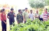 Nông dân xã Đoàn Kết tiếp nhận hỗ trợ gần 2.000 cây bơ giống