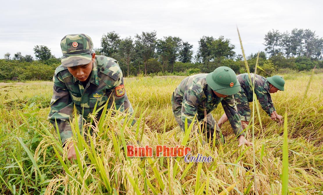 Cán bộ, chiến sĩ Bộ đội biên phòng tỉnh giúp nhân dân thu hoạch lúa