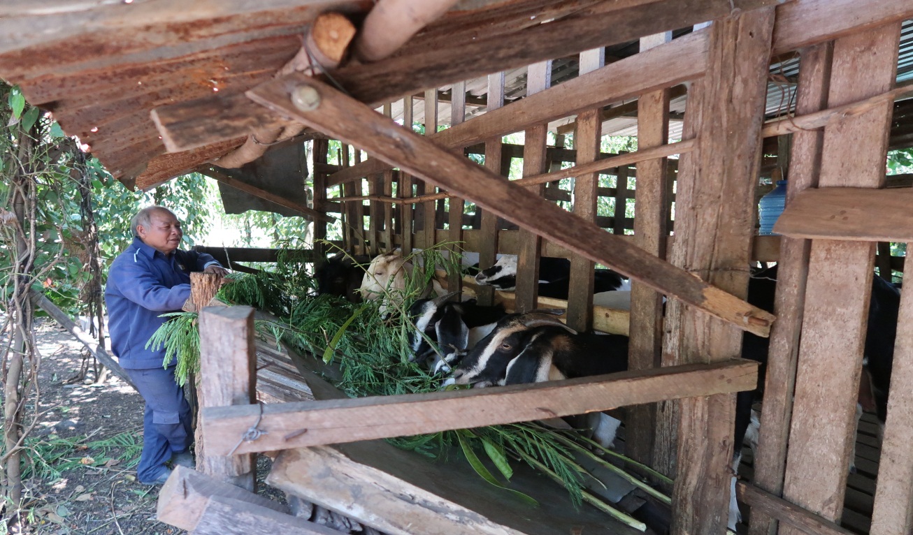 Ông Điểu Chánh – 68 tuổi, thôn Bù Tam-Phước Minh phát triển kinh tế gia đình với mô hình chăn nuôi dê lấy thịt