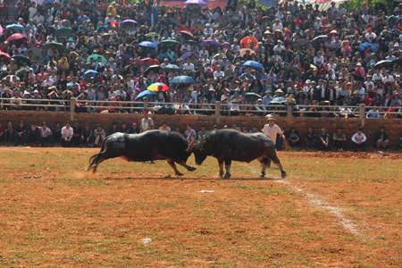 Lễ hội chọi trâu huyện Hớn Quản năm 2014